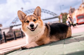 A corgi dog lying on the ground at Newcastle's Quayside with the Tyne Bridge in the background